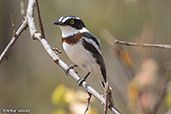 Western Black-headed Batis, Yabelo, Ethiopia, January 2016 - click for larger image