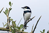 Grey-headed Batis, Sof Omar, Ethiopia, January 2016 - click for larger image