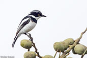 Grey-headed Batis, Sof Omar, Ethiopia, January 2016 - click for larger image