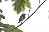 Male Senegal Batis, Shai Hills, Ghana, May 2011 - click for larger image