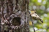 Long-billed Bernieria, Perinet, Madagascar, November 2016 - click for larger image