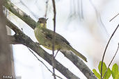 Long-billed Bernieria, Zombitse-Vohibasia NP, Madagascar, November 2016 - click for larger image