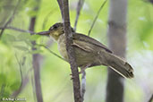 Long-billed Bernieria, Ankarafantsika, Madagascar, November 2016 - click for larger image