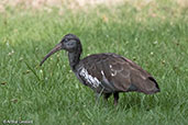 Wattled Ibis, Ghion Hotel, Addis Ababa, Ethiopia, January 2016 - click for larger image