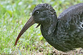 Wattled Ibis, Ghion Hotel, Addis Ababa, Ethiopia, January 2016 - click for larger image