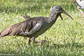 Wattled Ibis, Ghion Hotel, Addis Ababa, Ethiopia, January 2016 - click for larger image