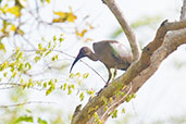 Hadada Ibis, Mole National Park, Ghana, June 2011 - click for larger image