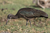 Hadada Ibis, Lake Ziway, Ethiopia, January 2016 - click for larger image