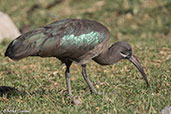 Hadada Ibis, Lake Ziway, Ethiopia, January 2016 - click for larger image