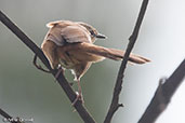 Cinnamon Bracken-warbler, Harenna Forest, Ethiopia, January 2016 - click for larger image