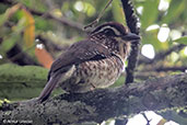 Short-legged Ground-roller, Perinet (Analamazaotra), Madagascar, November 2016 - click for larger image