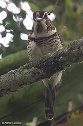 Short-legged Ground-roller, Perinet (Analamazaotra), Madagascar, November 2016 - click for larger image