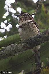 Short-legged Ground-roller, Perinet (Analamazaotra), Madagascar, November 2016 - click for larger image