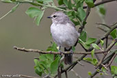 African Grey Flycatcher, Sof Omar, Ethiopia, January 2016 - click for larger image