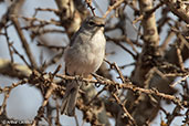 African Grey Flycatcher, Yabello, Ethiopia, January 2016 - click for larger image