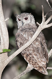 Greyish Eagle-Owl, Mole, Ghana, June 2011 - click for larger image