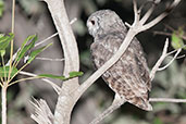 Greyish Eagle-Owl, Mole, Ghana, June 2011 - click for larger image