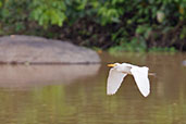 Cattle Egret, Praso River, Ghana, May 2011 - click for larger image