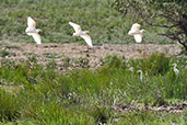 Cattle Egret, Mole National Park, Ghana, June 2011 - click for larger image