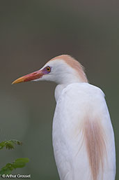 Cattle Egret, Ankarafantsika NP, Madagascar, November 2016 - click for larger image