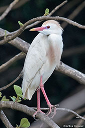 Cattle Egret, Ankarafantsika NP, Madagascar, November 2016 - click for larger image