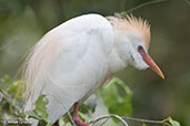 Cattle Egret, Ankarafantsika NP, Madagascar, November 2016 - click for larger image