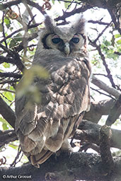 Verreaux's Eagle-Owl, Lake Langano, Ethiopia, January 2016 - click for larger image