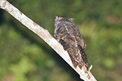 Akun Eagle-Owl, Ankasa, Ghana, May 2011 - click for larger image