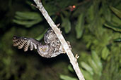 Akun Eagle-Owl, Ankasa, Ghana, May 2011 - click for larger image