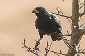 Red-billed Buffalo-weaver, Yabello, Ethiopia, January 2016 - click for larger image