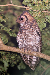 Fraser's Eagle-Owl, Kakum, Ghana, May 2011 - click for larger image
