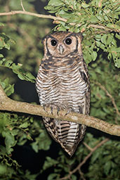 Fraser's Eagle-Owl, Kakum, Ghana, May 2011 - click for larger image