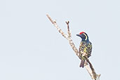 Yellow-spotted Barbet, Ghana, May 2011 - click for larger image