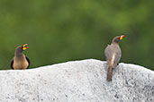 Yellow-billed Oxpecker, near Mole, Ghana, June 2011 - click for larger image