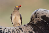 Red-billed Oxpecker, Lake Ziway, Ethiopia, January 2016 - click for larger image
