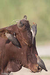 Red-billed Oxpecker, Lake Ziway, Ethiopia, January 2016 - click for larger image