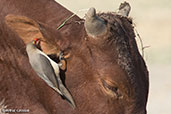 Red-billed Oxpecker, Lake Ziway, Ethiopia, January 2016 - click for larger image