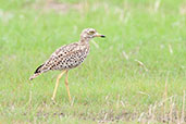 Spotted Thick-knee, Tono Dam, Ghana, June 2011 - click for larger image