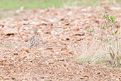 Spotted Thick-knee, Tono Dam, Ghana, June 2011 - click for larger image
