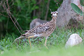 Spotted Thick-knee, Tono Dam, Ghana, June 2011 - click for larger image