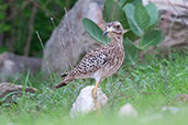 Spotted Thick-knee, Tono Dam, Ghana, June 2011 - click for larger image