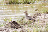 Senegal Thick-knee, Mole National Park, Ghana, June 2011 - click for larger image