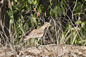 Senegal Thick-knee, Mole National Park, Ghana, June 2011 - click for larger image