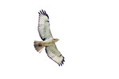 Red-necked Buzzard, Kakum, Ghana, May 2011 - click for larger image
