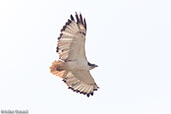 Augur Buzzard, Bale Mountains, Ethiopia, January 2016 - click for larger image