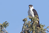 Augur Buzzard, Bale Mountains, Ethiopia, January 2016 - click for larger image