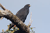 Augur Buzzard, Bale Mountains, Ethiopia, January 2016 - click for larger image