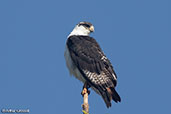 Augur Buzzard, Harenna Forest, Ethiopia, January 2016 - click for larger image