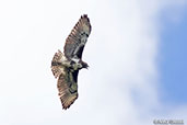 Madagascar Buzzard, Perinet, Madagascar, November 2016 - click for larger image