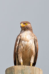 Grasshopper Buzzard, Mole, Ghana, June 2011 - click for larger image